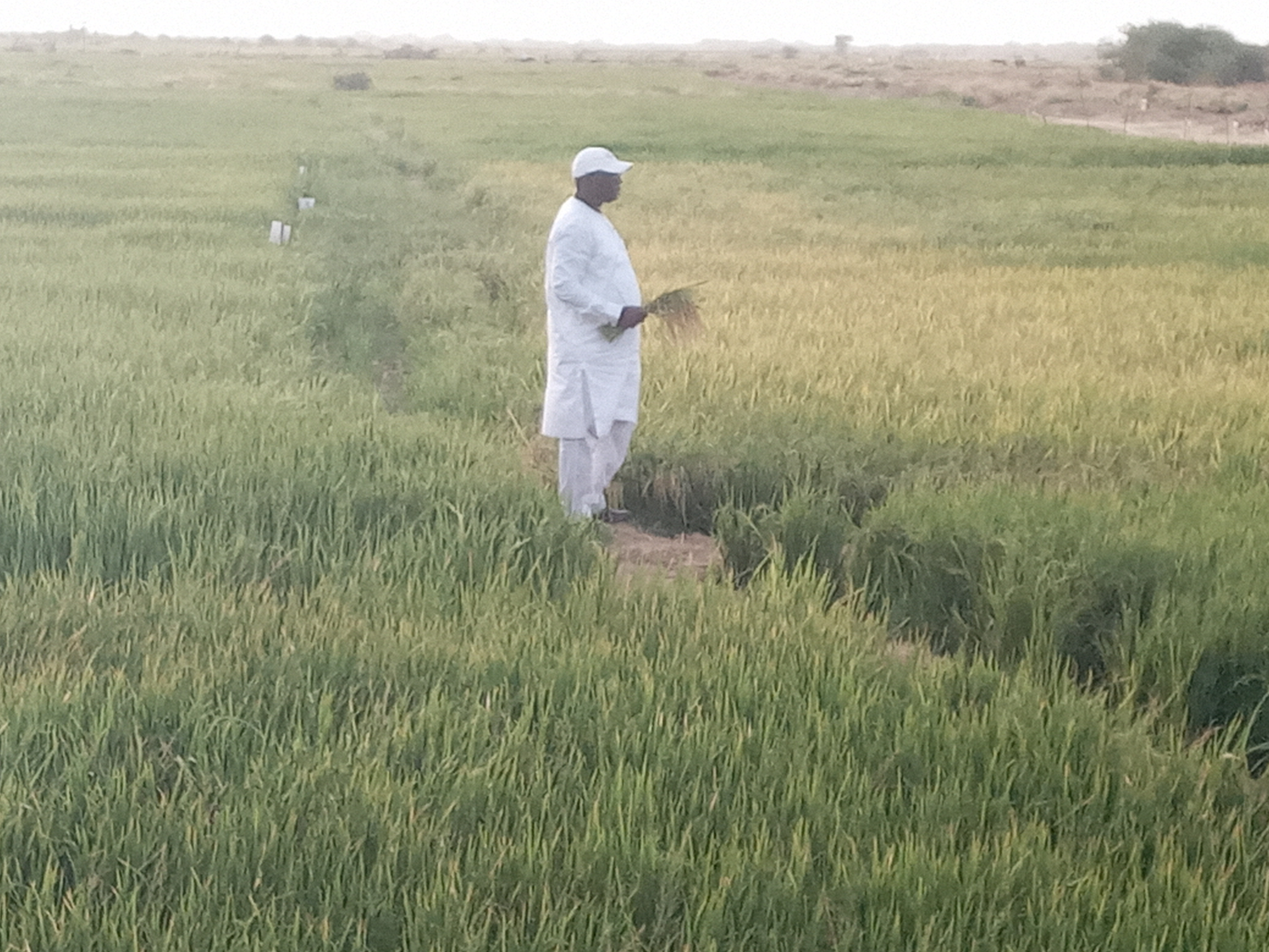Visite dans le casier rizicole de Fanaye : Le président Macky Sall décide de reproduire le modèle dans l'ensemble du département.