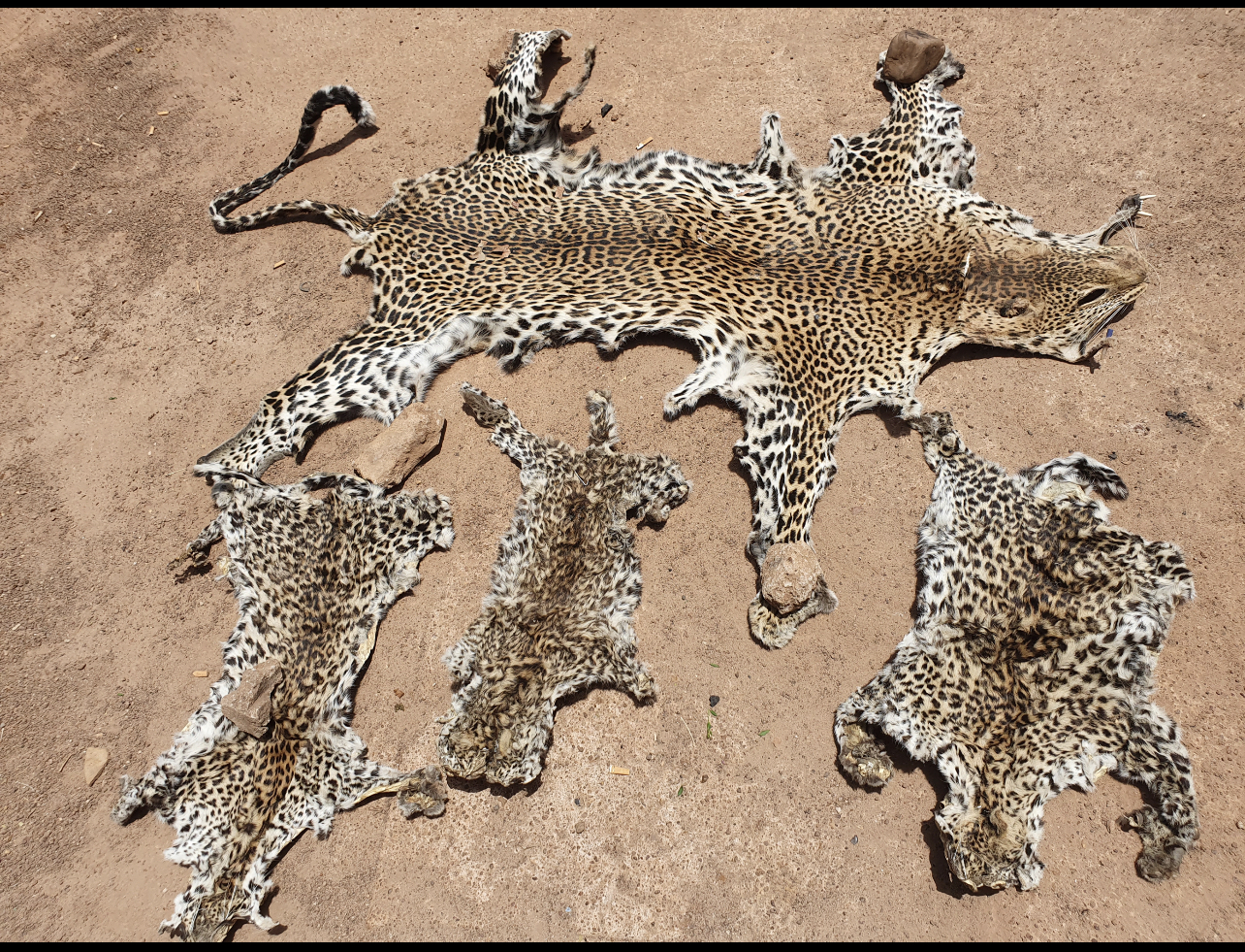 Criminalité faunique : 3 présumés trafiquants de peaux de léopard arrêtés à Tamba, les méthodes cruelles de piégeage des fauves.