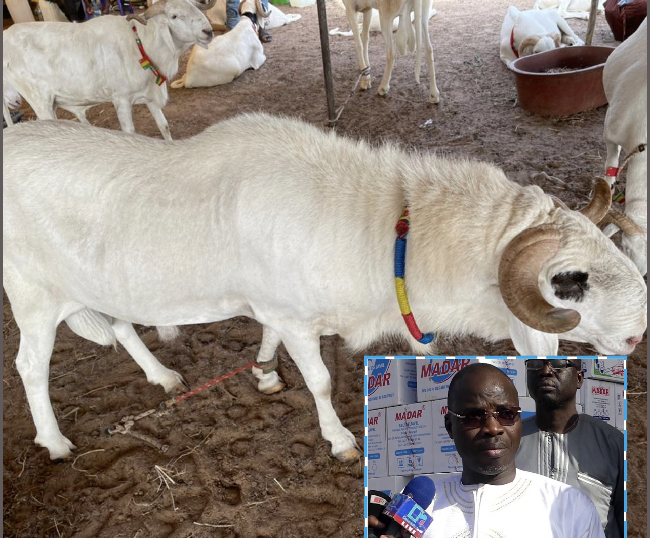 Tabaski 2021: Mohamed Ndiaye Rahma commence à convoyer des camions remplis de moutons qui vont être gracieusement offerts aux populations de Kaolack (images).