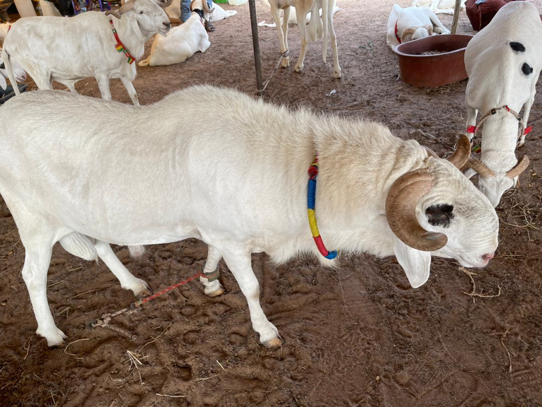 Tabaski 2021: Mohamed Ndiaye Rahma commence à convoyer des camions remplis de moutons qui vont être gracieusement offerts aux populations de Kaolack (images).