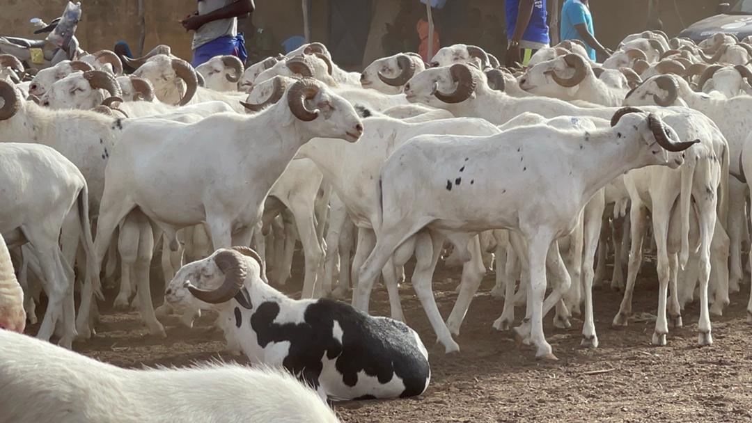 Tabaski 2021: Mohamed Ndiaye Rahma commence à convoyer des camions remplis de moutons qui vont être gracieusement offerts aux populations de Kaolack (images).
