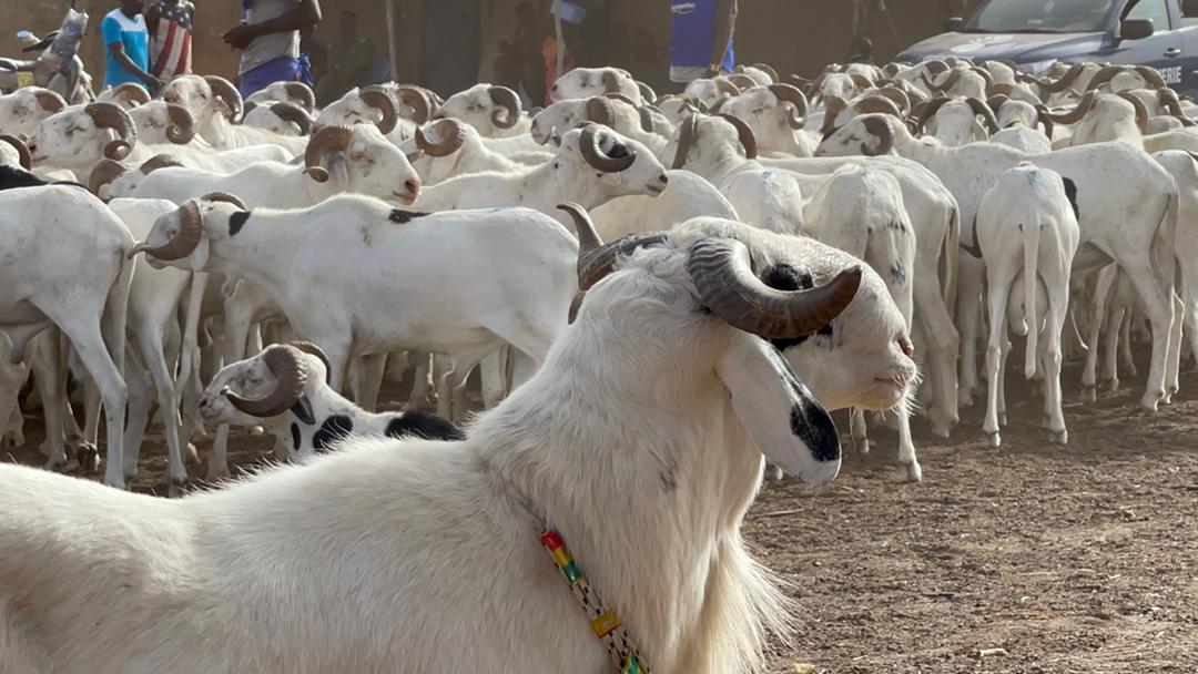 Tabaski 2021: Mohamed Ndiaye Rahma commence à convoyer des camions remplis de moutons qui vont être gracieusement offerts aux populations de Kaolack (images).