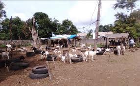 Zone rurale de Touba-Mbacké / Le bétail peine à trouver de quoi manger.