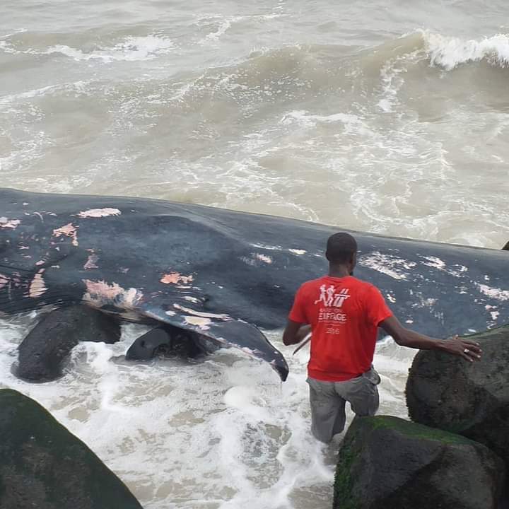 Rufisque : une baleine s'échoue à la plage de Keuri Kaw.
