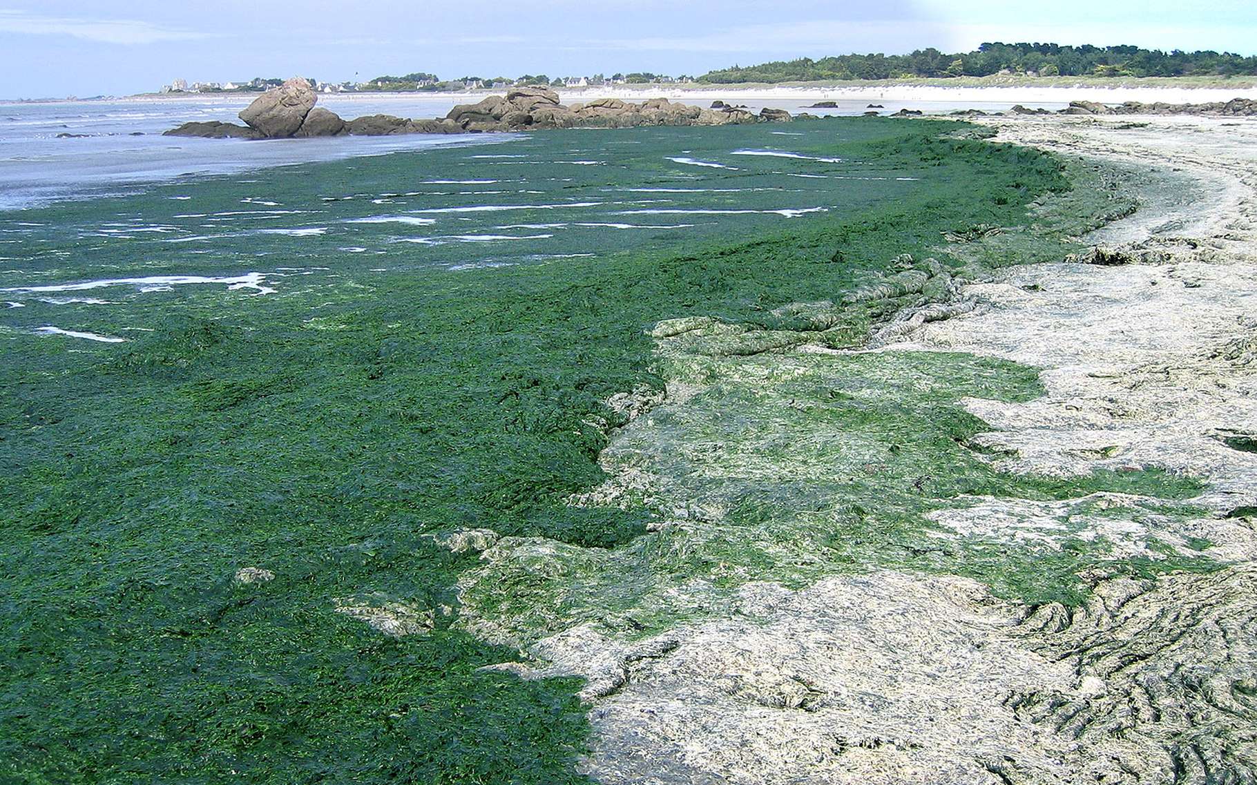 Ngor-Almadies : découverte d’une micro algue toxique.