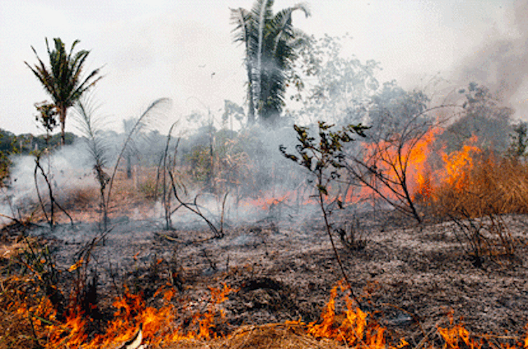 Madagascar : un incendie ravage plus de 100 hectares du parc national d'Ankarafantsika.
