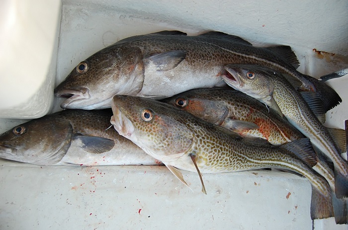 Gestion des ressources : « Les rapports statistiques publiés par le ministère de la pêche ne sont pas fiables » (Dr Alassane Samba)