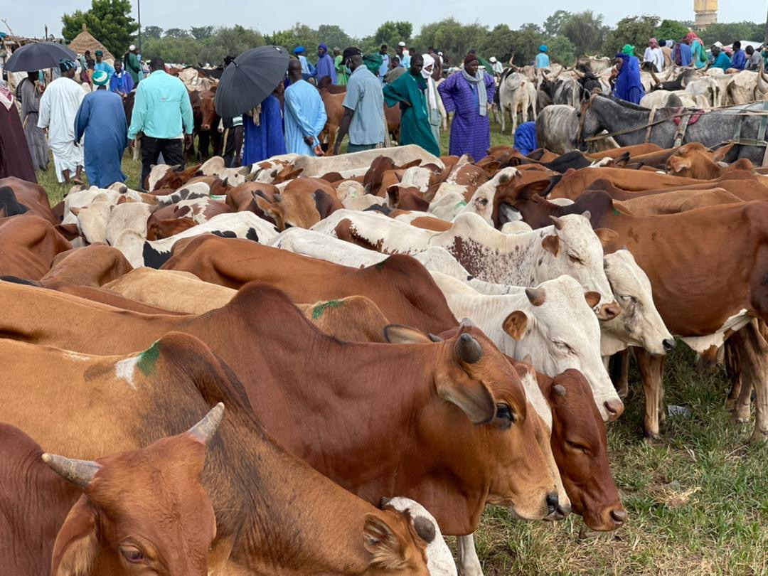 Gamou 2021 : Mohamed Ndiaye Rahma convoie des centaines de bœufs et achète des tonnes de denrées alimentaires pour les besoins du Maouloud.
