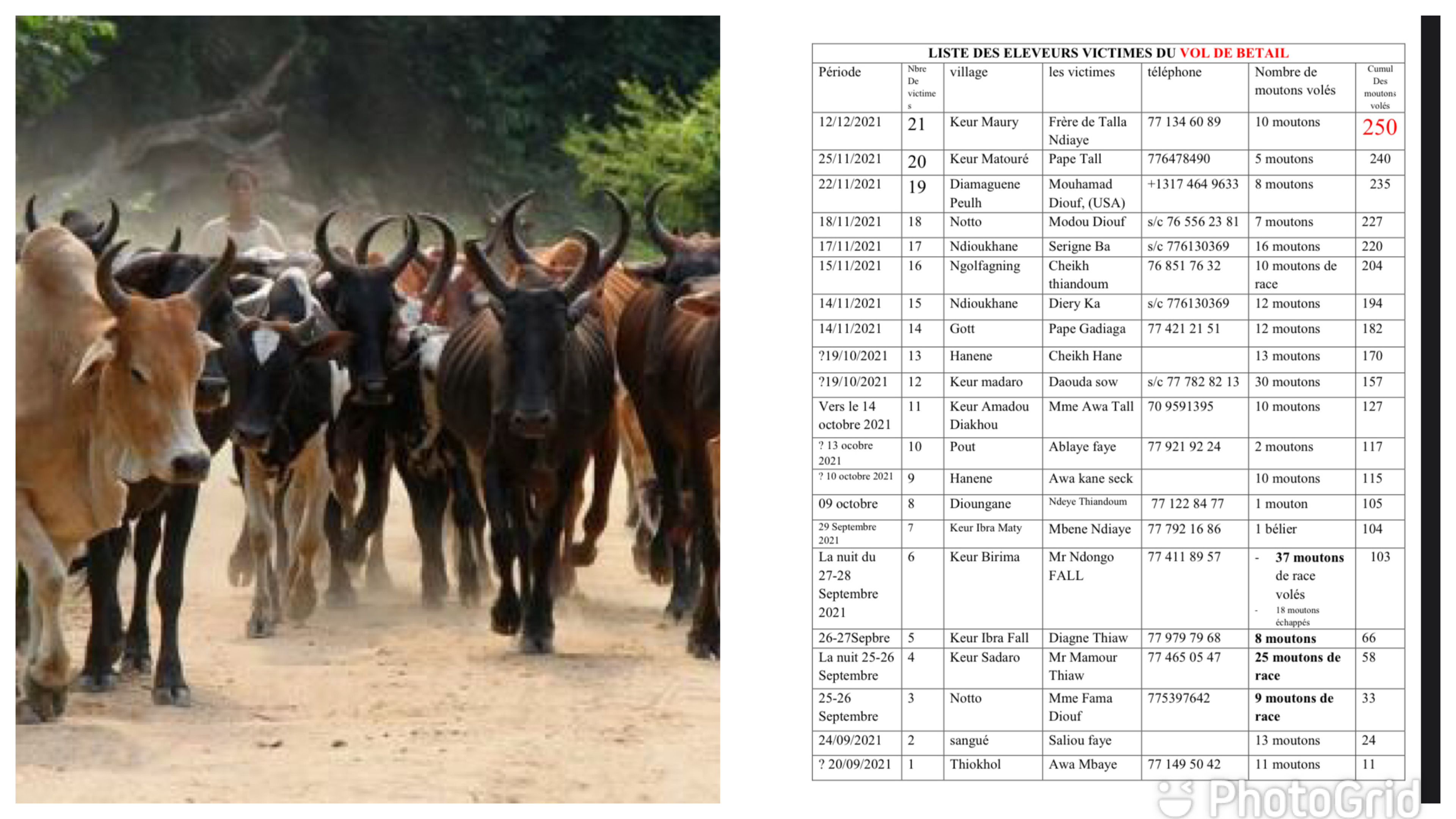 Notto Diobass : Quand le vol de bétail explose avec plus de 250 moutons volés en moins de 3 mois