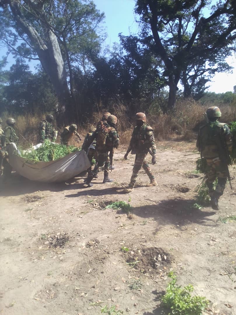 Nord-Sindian : L'armée détruit des champs de yamba et met la main sur un suspect…