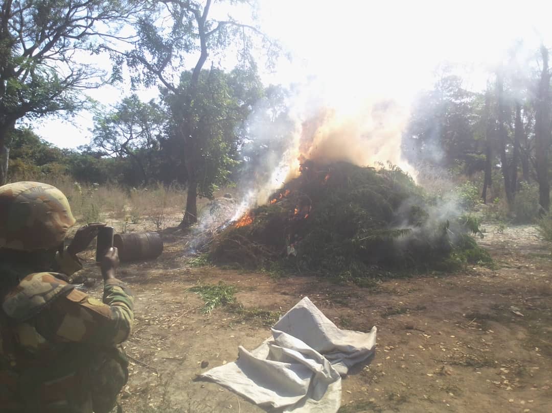 Nord-Sindian : L'armée détruit des champs de yamba et met la main sur un suspect…