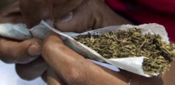 Offre et cession de drogue : pour 3 cornets de chanvre indien, les prévenus « Tching » et « Diazaka » prennent 6 mois d’emprisonnement ferme.