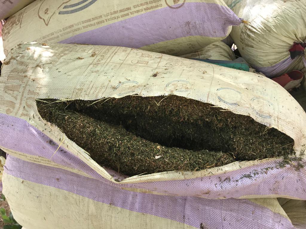 Casamance : une dizaine de sacs de chanvre saisis auprès du MFDC