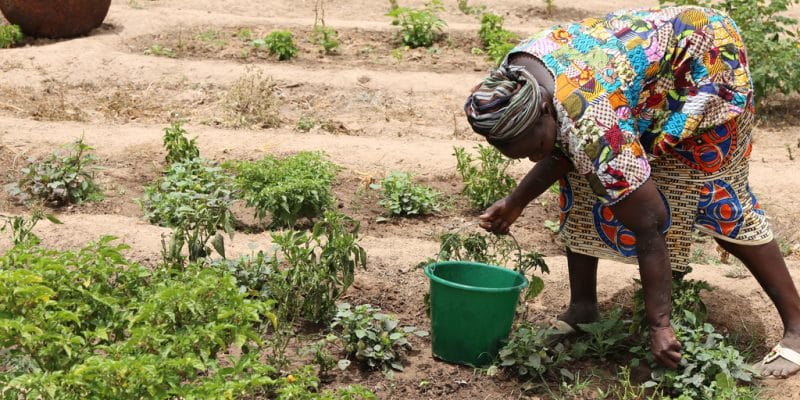 KOLDA : La Socodevi pour une amélioration de la production agricole.