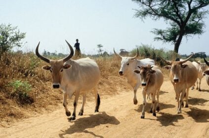 Vol de bétail : un sexagénaire condamné à 2 ans de prison pour avoir volé deux vaches de race dans une ferme à Déni Biram Ndao.