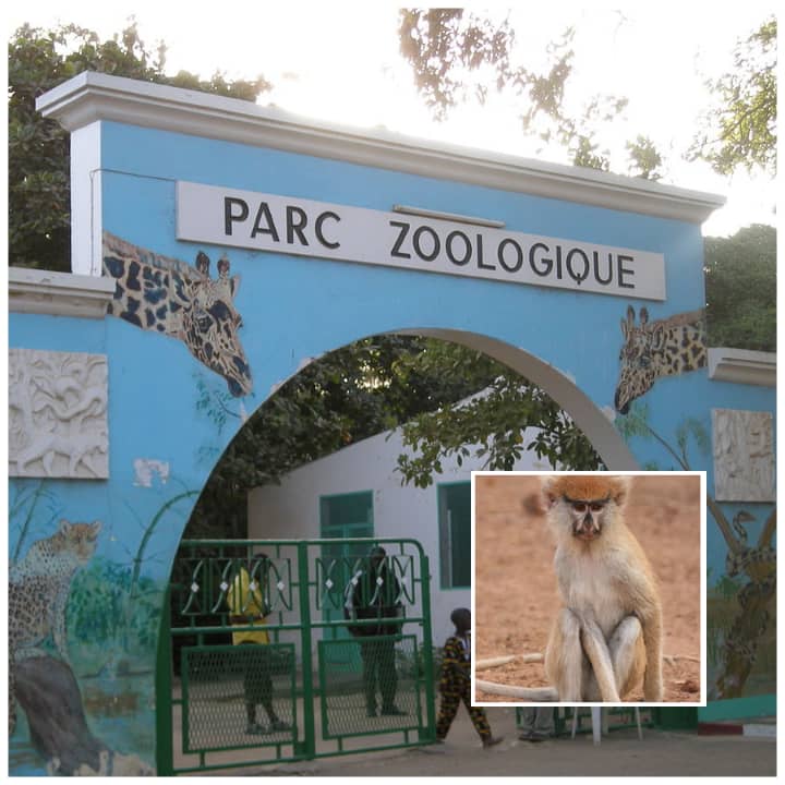 Un singe « patass roux » s'échappe et blesse une dame au Parc Hann: « c’est un sabotage, quelqu'un est venu soulever la cage de sécurité du primate…nous avons pris les mesures pour la Dame jusqu’à ce que… » (Source ministère)