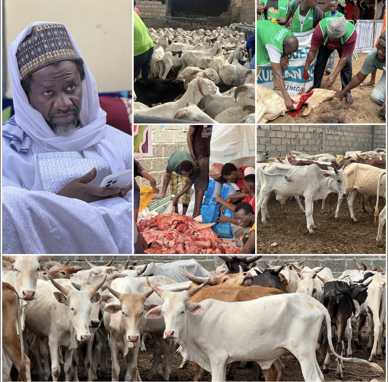 Tabaski 2022 : Le porte-parole de Médina Baye, Cheikh Mahi Aliou Cissé a distribué 450 moutons, 250 chèvres et 310 bœufs.