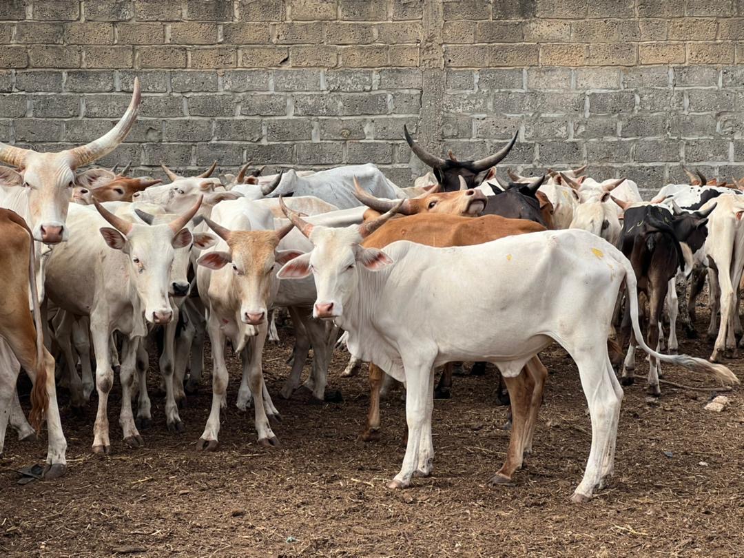 Tabaski 2022 : Le porte-parole de Médina Baye, Cheikh Mahi Aliou Cissé a distribué 450 moutons, 250 chèvres et 310 bœufs.