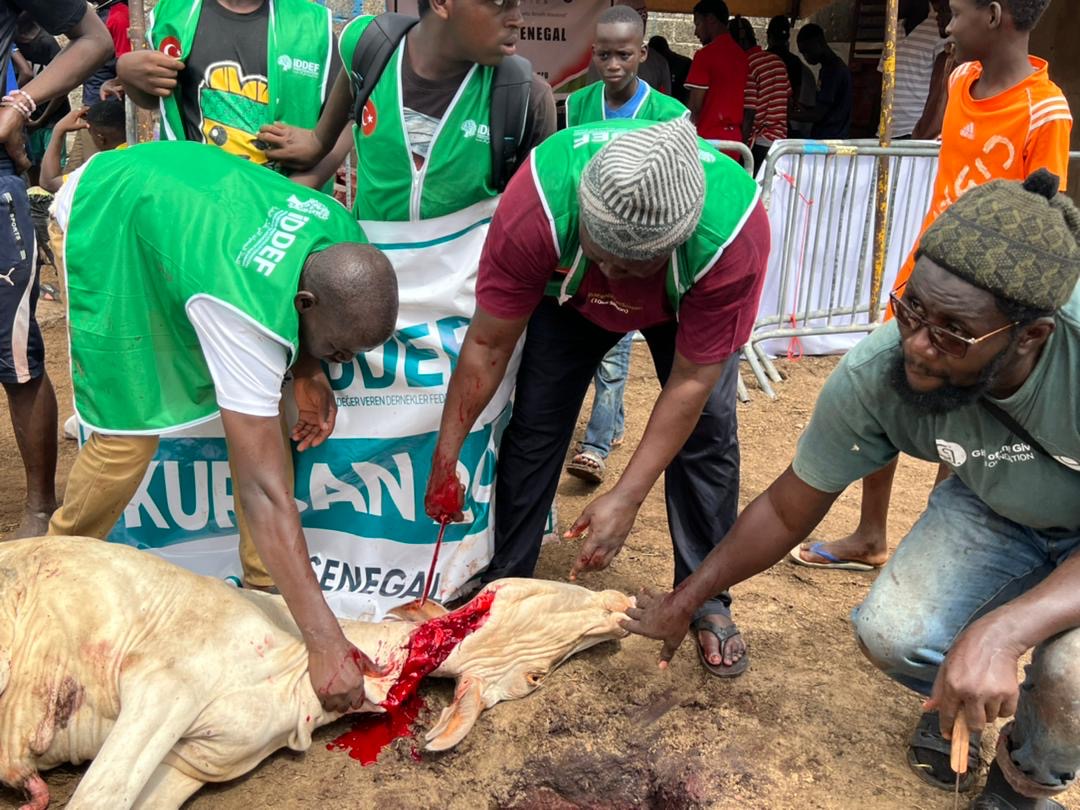 Tabaski 2022 : Le porte-parole de Médina Baye, Cheikh Mahi Aliou Cissé a distribué 450 moutons, 250 chèvres et 310 bœufs.