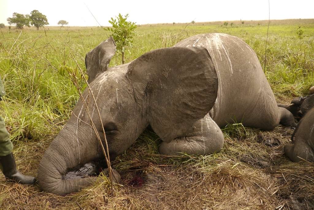 Saly / Criminalité Faunique : Un présumé dealer malien tombe avec 19 bijoux en ivoire d'éléphant.