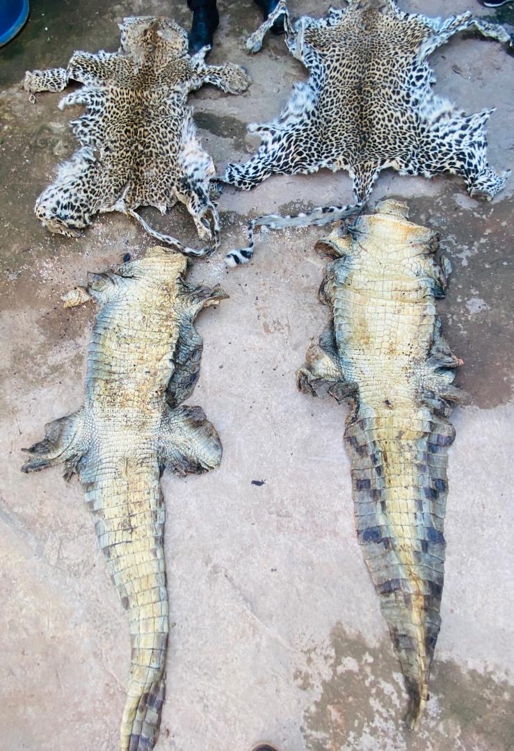 Tambacounda / Criminalité faunique : saisie de viande de crocodile et des peaux de léopard illégalement vendues.