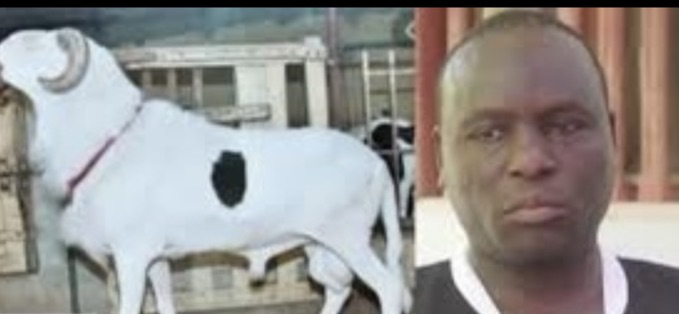 Palais de justice : l’affaire du vol de 5 moutons « Ladoum » chez l’ancien lutteur Boy Kaïré finalement jugé après 2 ans d’investigation.