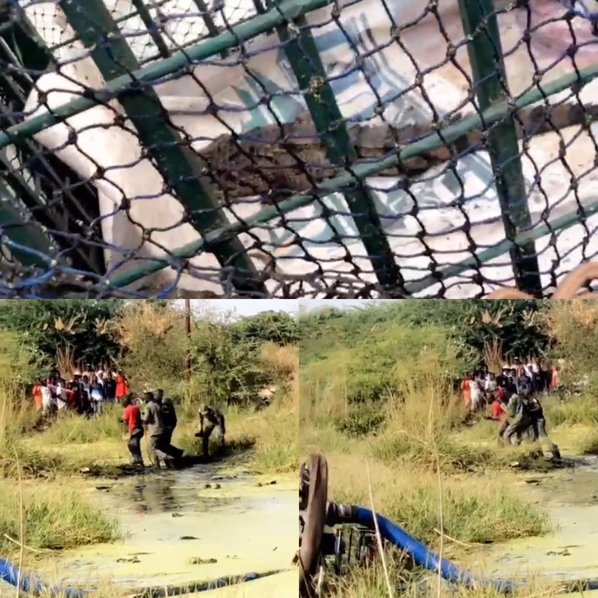 Kaolack : Le crocodile a été finalement capturé.