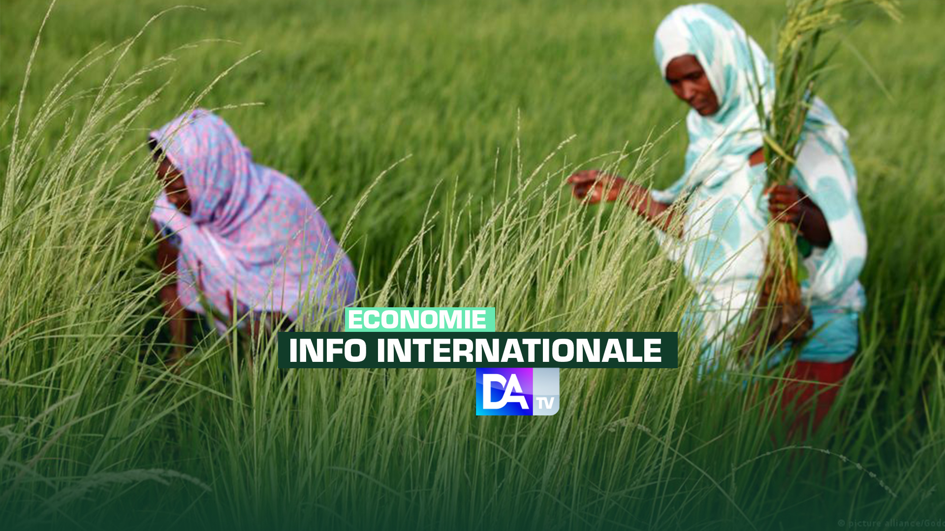 L'Afrique bataille pour briser sa dépendance au riz indien sous restrictions