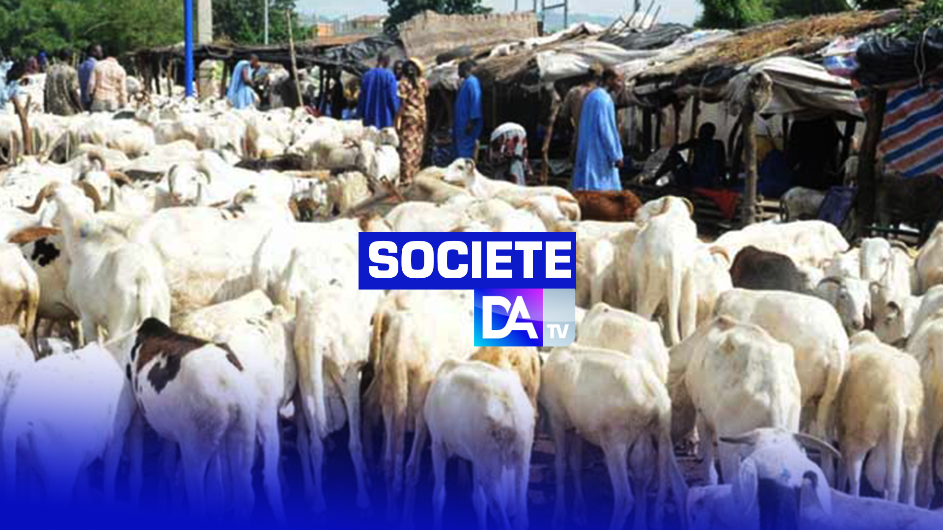 KEUR IBRA YACINE : 21 moutons tués par un minibus en provenance de Porokhane