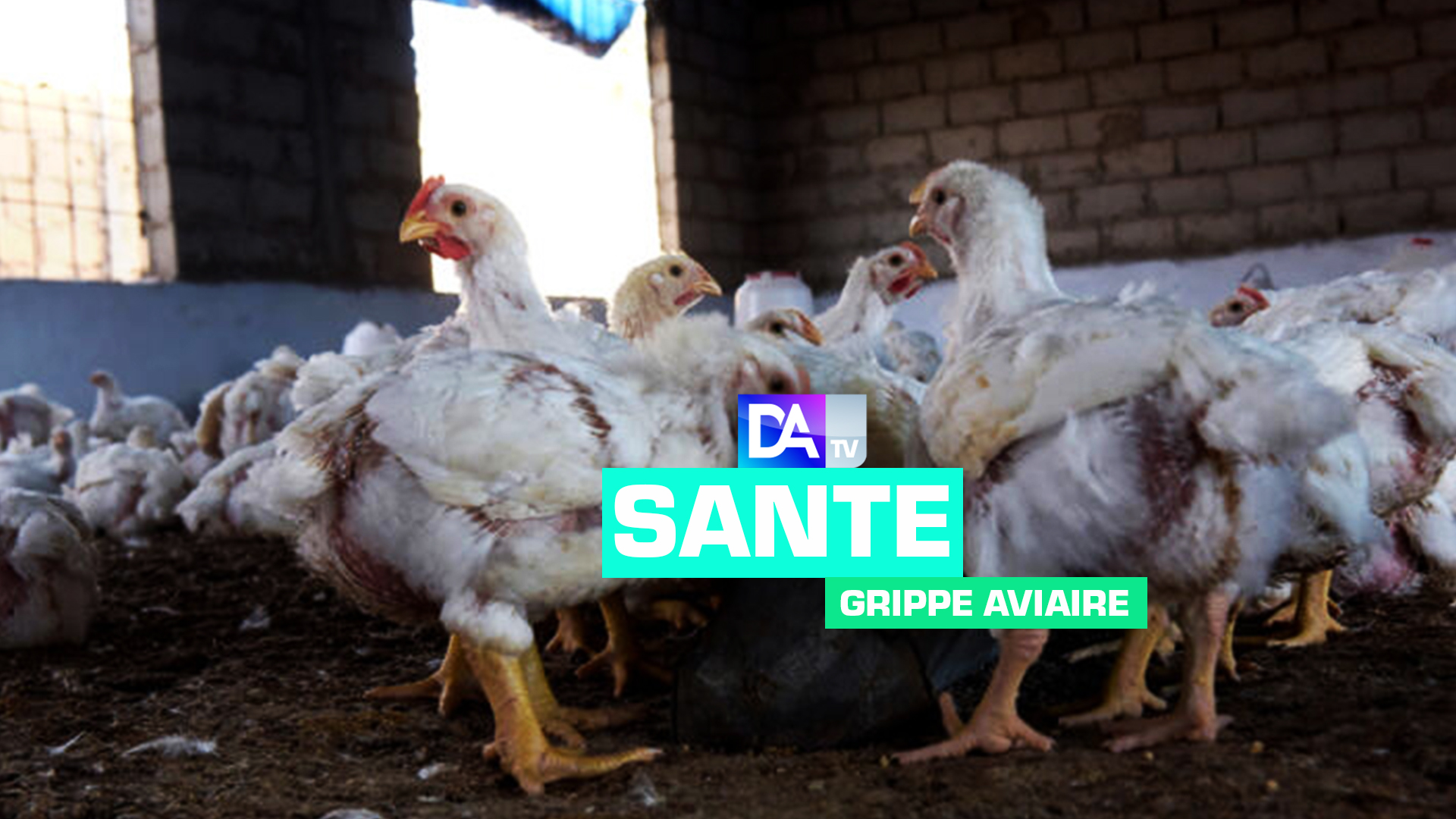 Réapparition de la grippe aviaire : des foyers de transmission détectés à Saint-Louis et Dakar.