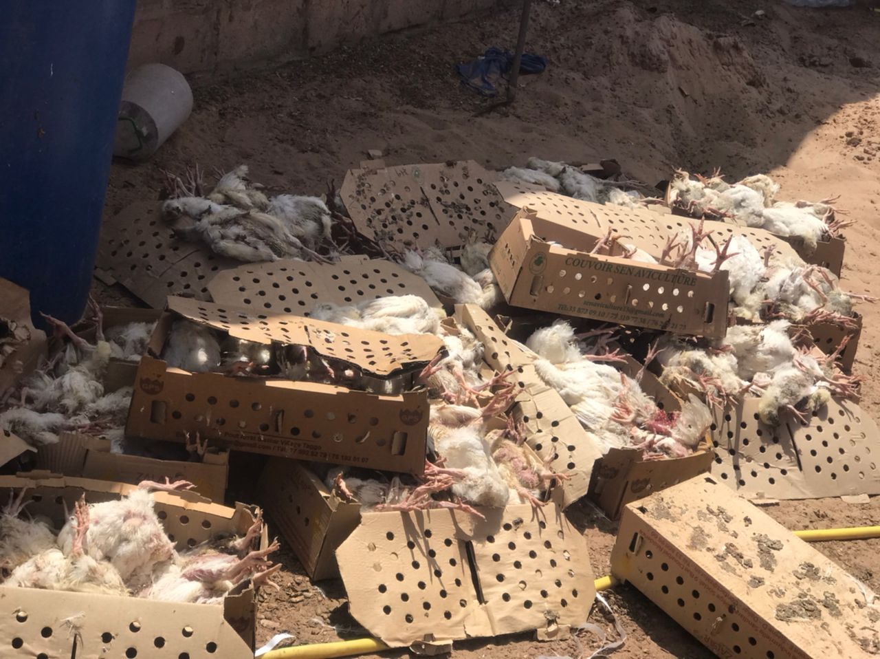 Korité 2023 : Les éleveurs de poulets à l'épreuve de la Grippe Aviaire et de la maladie de Newcastle, entre peine et désillusion