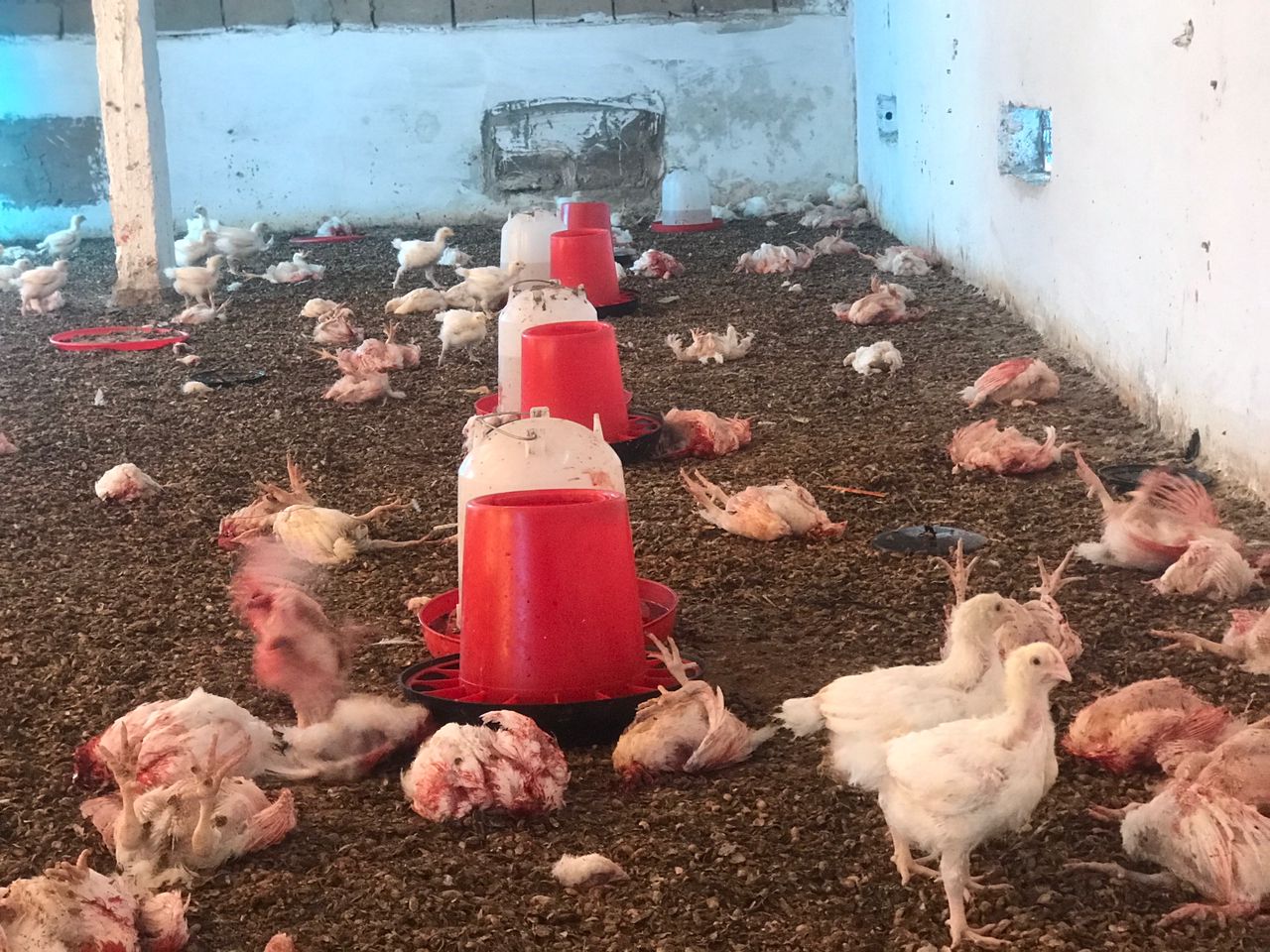 Korité 2023 : Les éleveurs de poulets à l'épreuve de la Grippe Aviaire et de la maladie de Newcastle, entre peine et désillusion