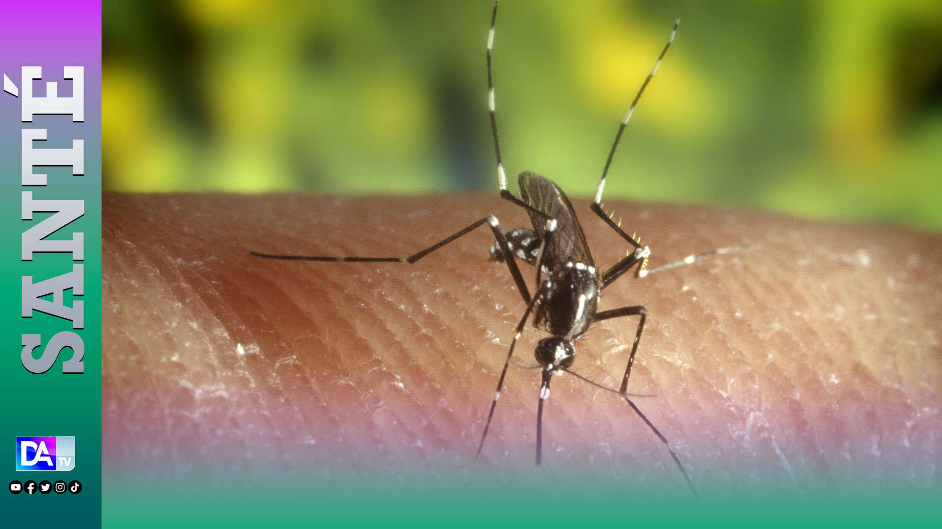 Épidémie de Chikungunya : Après Kédougou, Tambacounda enregistre 01 décès et 42 cas