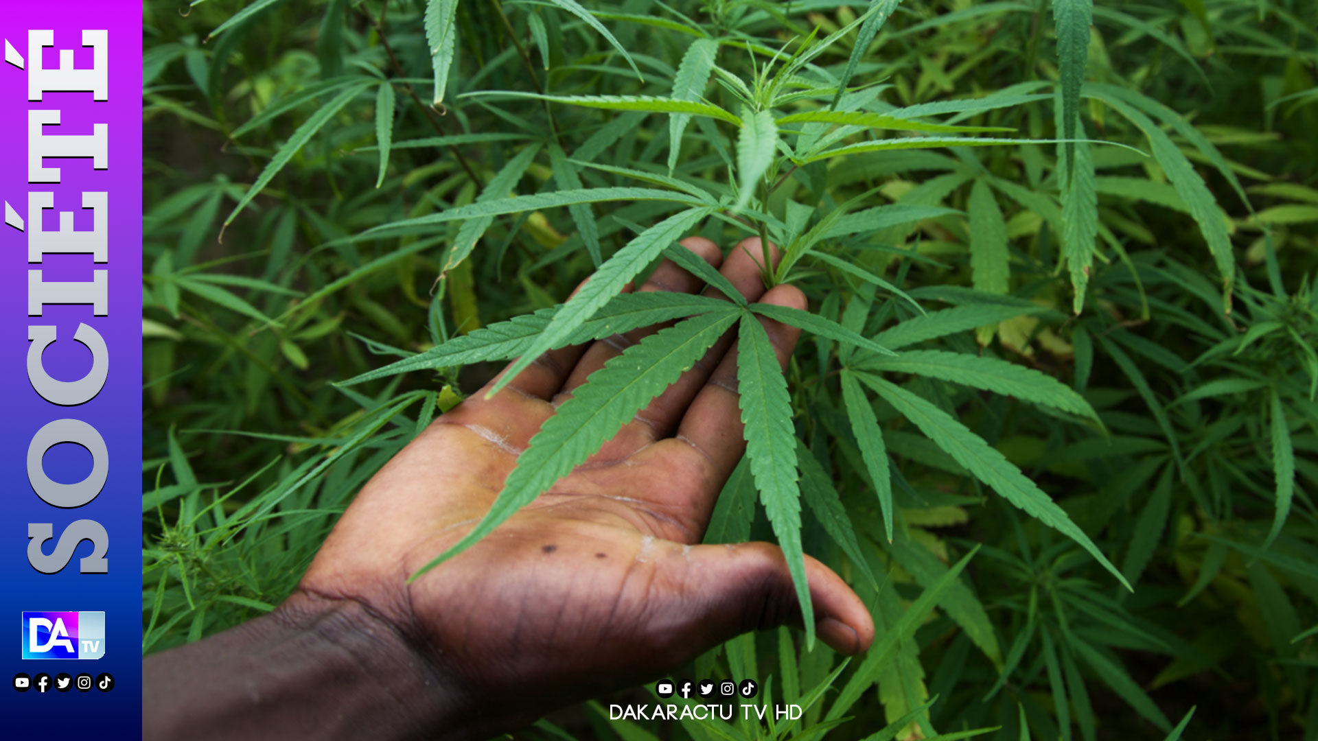 VELINGARA : un champ de cannabis démantelé à Sadaga.