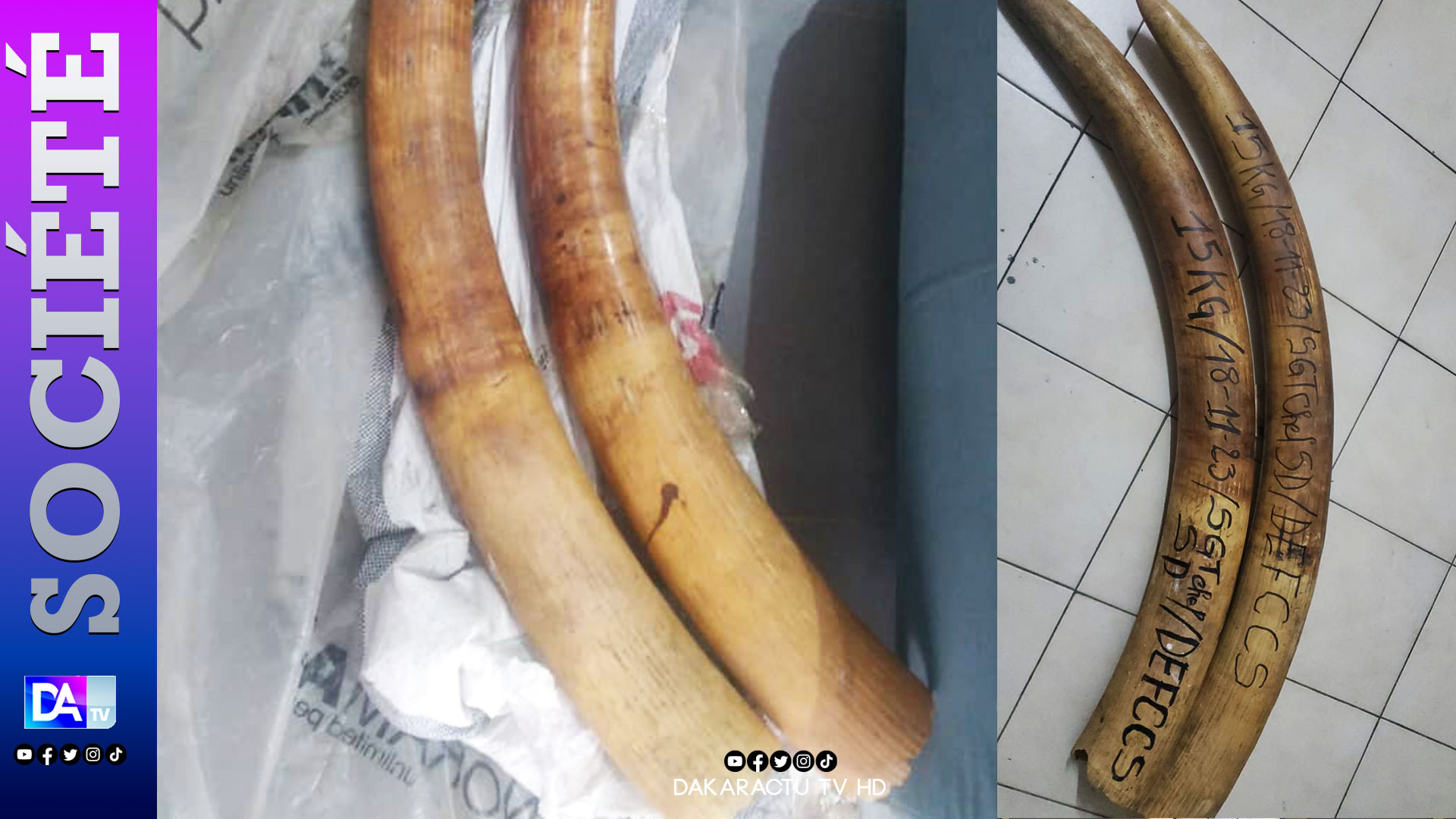 Criminalité faunique à Dakar: Un trafiquant de faune arrêté en possession de deux défenses d'éléphant et de 90 bijoux de luxe en ivoire sculpté
