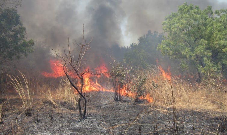 Kaolack: Plus de 800 hectares ravagés par les feux de brousse entre 2022 et 2023 (Eaux et Forêts)