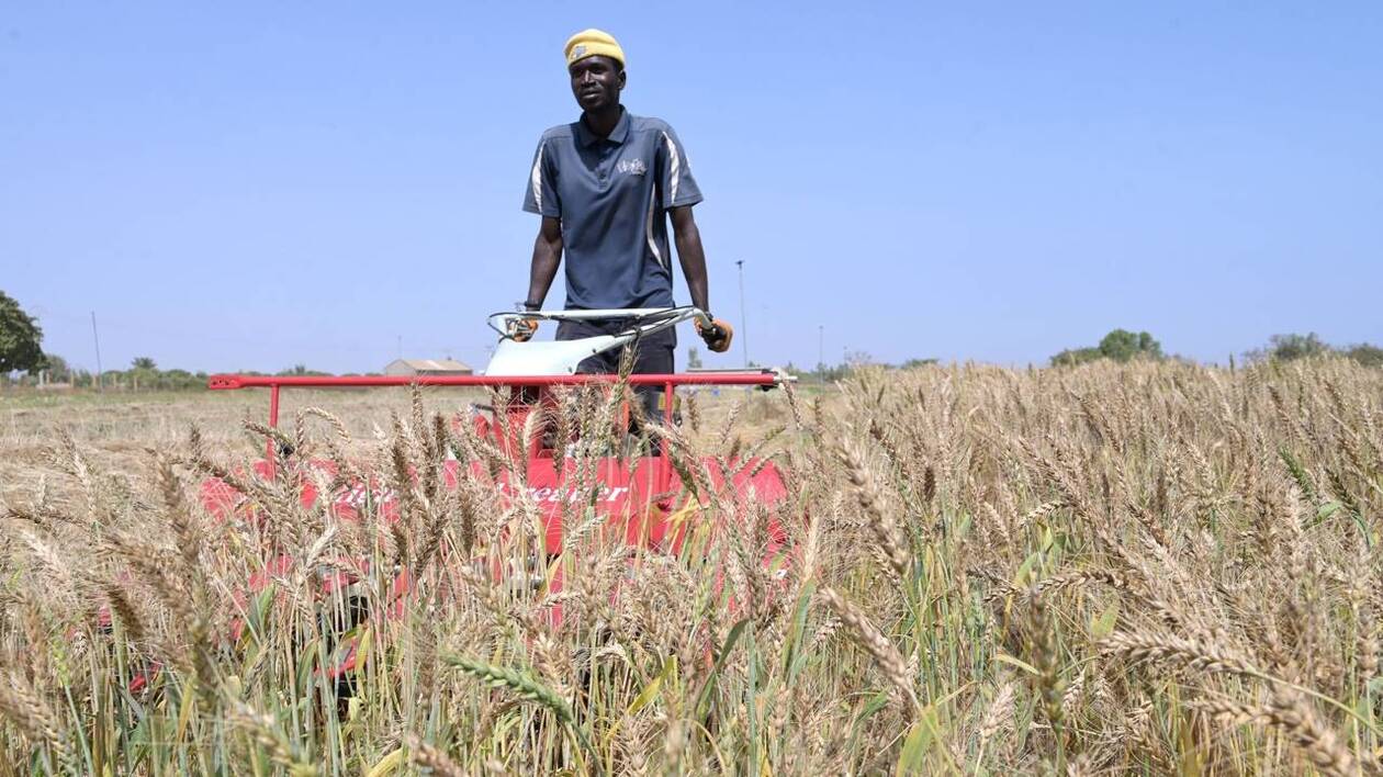 LES SENTIERS DIFFICILES DE LA SOUVERAINETÉ ALIMENTAIRE (Abdoulaye Sakou Faye)