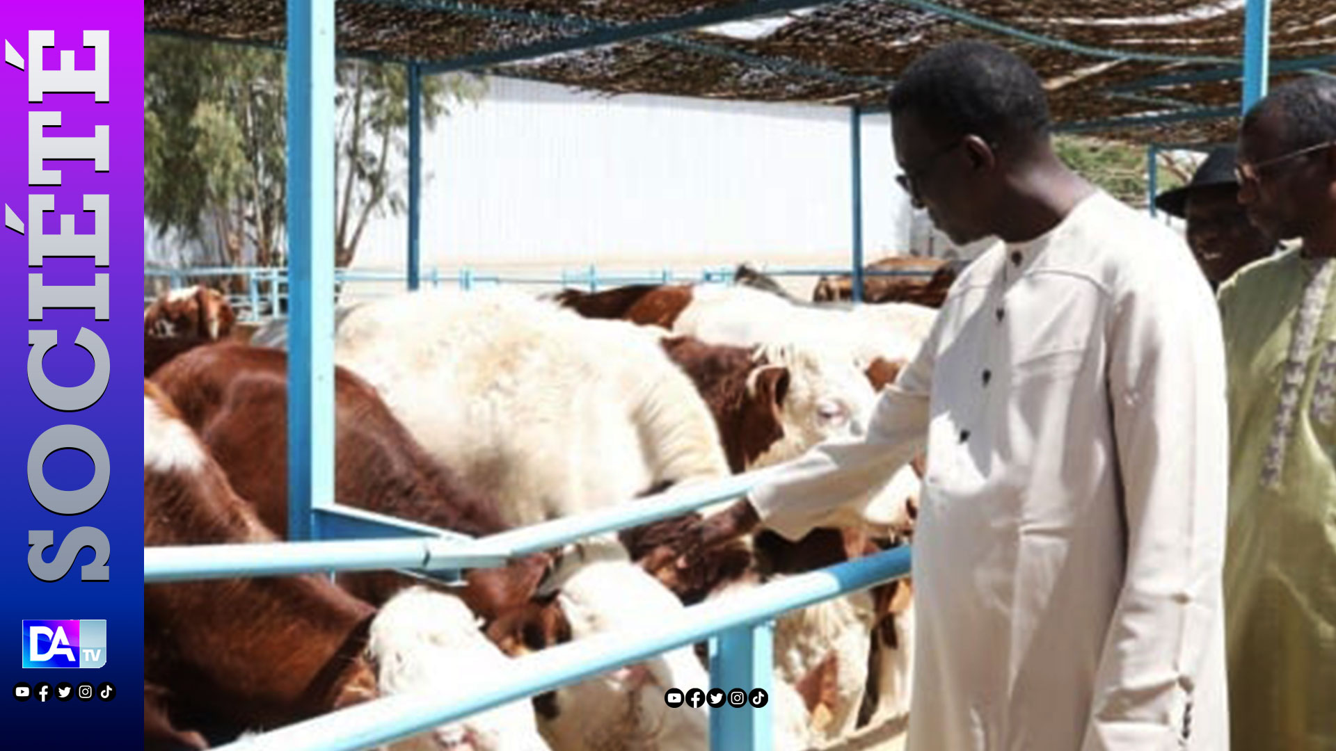 Élevage : Le PM Amadou BA réceptionne 1300 génisses gestantes à haut potentiel de laitier, à Niague