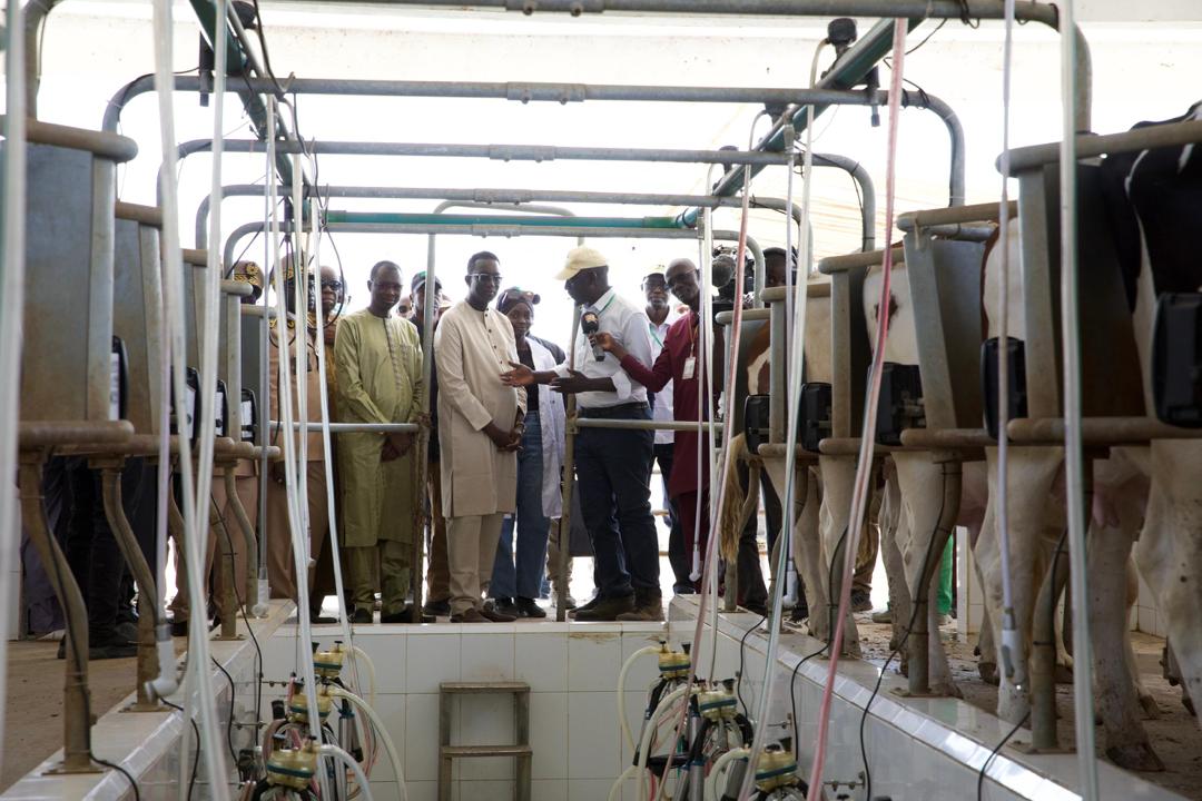 Élevage : Le PM Amadou BA réceptionne 1300 génisses gestantes à haut potentiel de laitier, à Niague