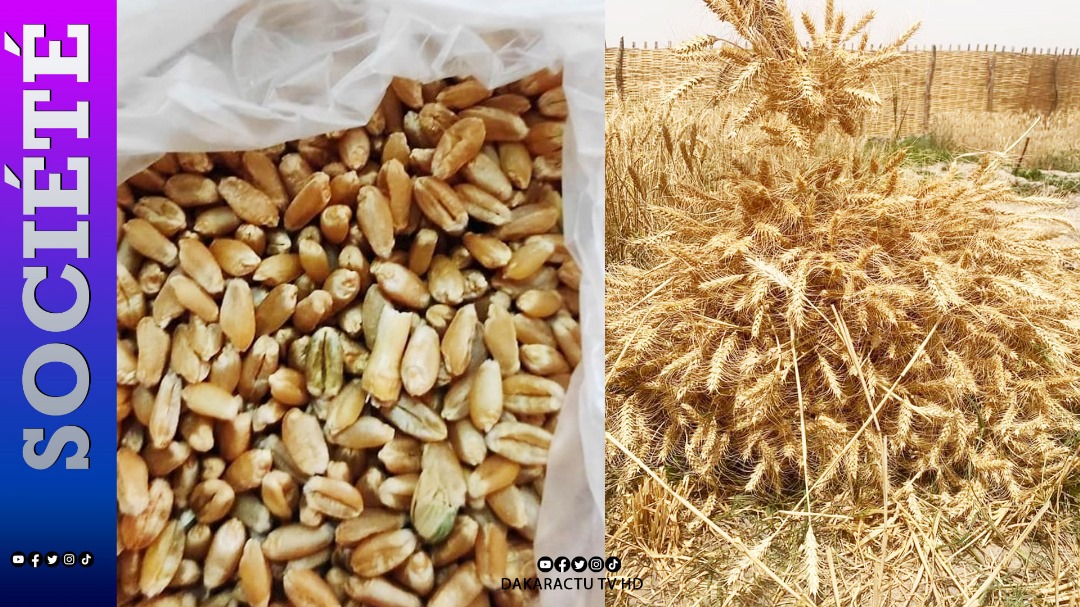 Kolda-Bassin de l'Anambé : Récolte des premières expériences de blé...