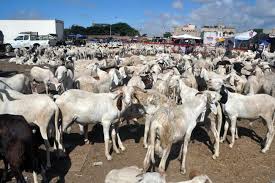 Linguère :La gendarmerie de Yang Yang arrête un berger  voleur  d'une   vingtaine de moutons