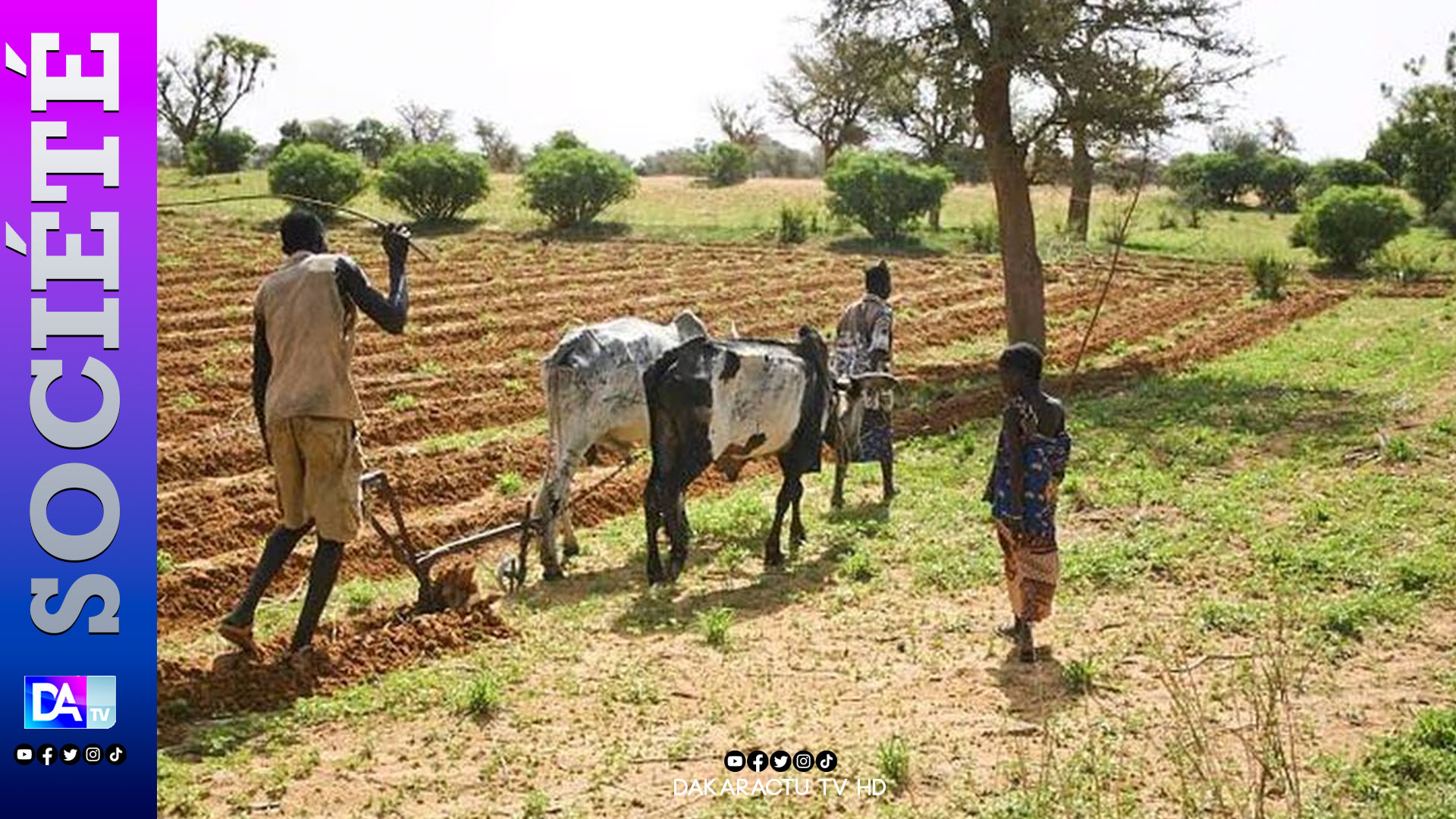 Linguère / Campagne agricole de 2024 : Les paysans saluent l'engagement ...