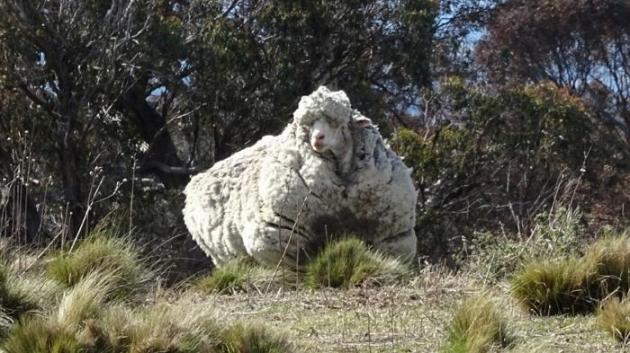 INSOLITE/Australie : un des moutons les plus laineux au monde risque la mort s'il n'est pas tondu