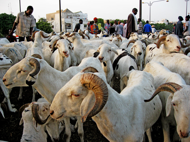 TOUBA- Le mouton encore « invisible »