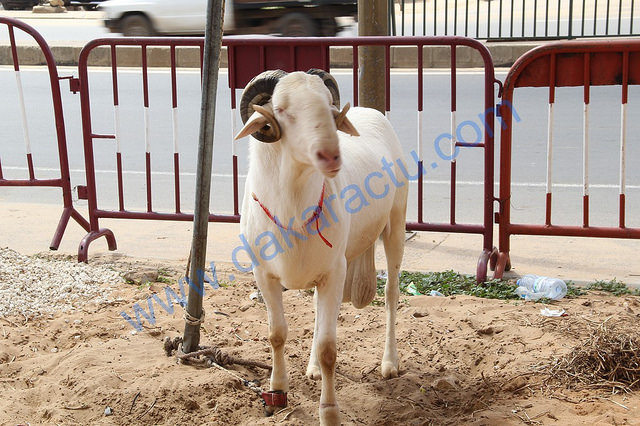 Les voleurs dérobent les moutons de Tabaski de l'adjoint au sous-préfet de Sagatta