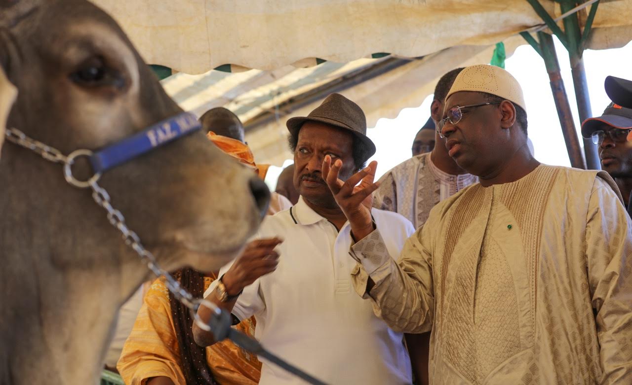 JOURNEE DE L'ELEVAGE A KOUNGHEUL : Le milliardaire Baba Diao présente des boeufs au président de la République Macky Sall