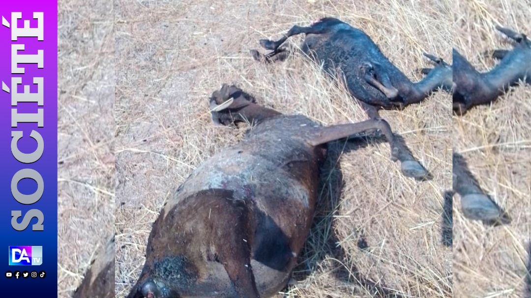 Linguère / Diéry  Birane : Un violent  incendie cause d'importants dégâts, l'imam du village touché...