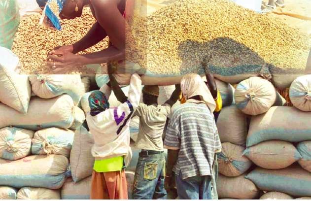 « Les chiffres de l'Etat sont inexacts...La production nationale arachidière est entre 500 et 600 000 tonnes ! »  (SYNDICALISTES)