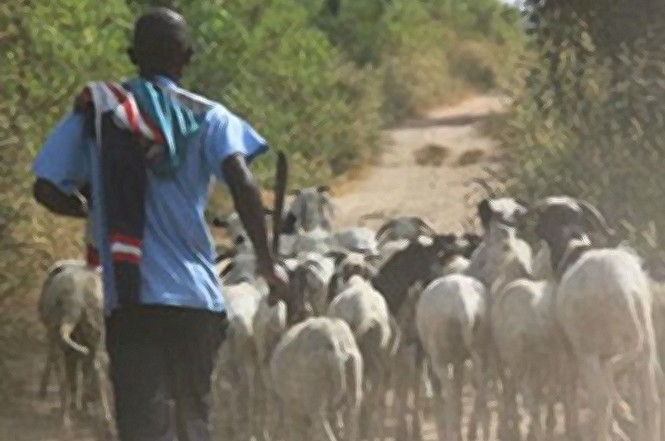 MBACKÉ - Ses 38 moutons volés … « L’opération Tabaski » envisagée  par l’homme d’affaires Bara Guèye, tombe à l'eau  