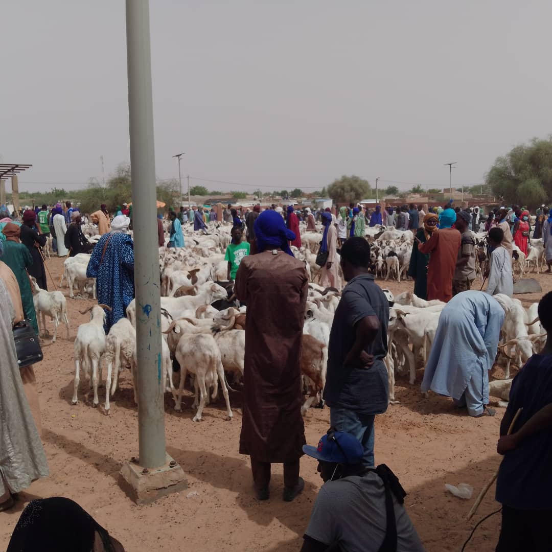 Dahra Djoloff / Visite du Secrétaire d’État : Les éleveurs saluent l’approvisionnement en moutons, mais déplorent la cherté des aliments de bétail